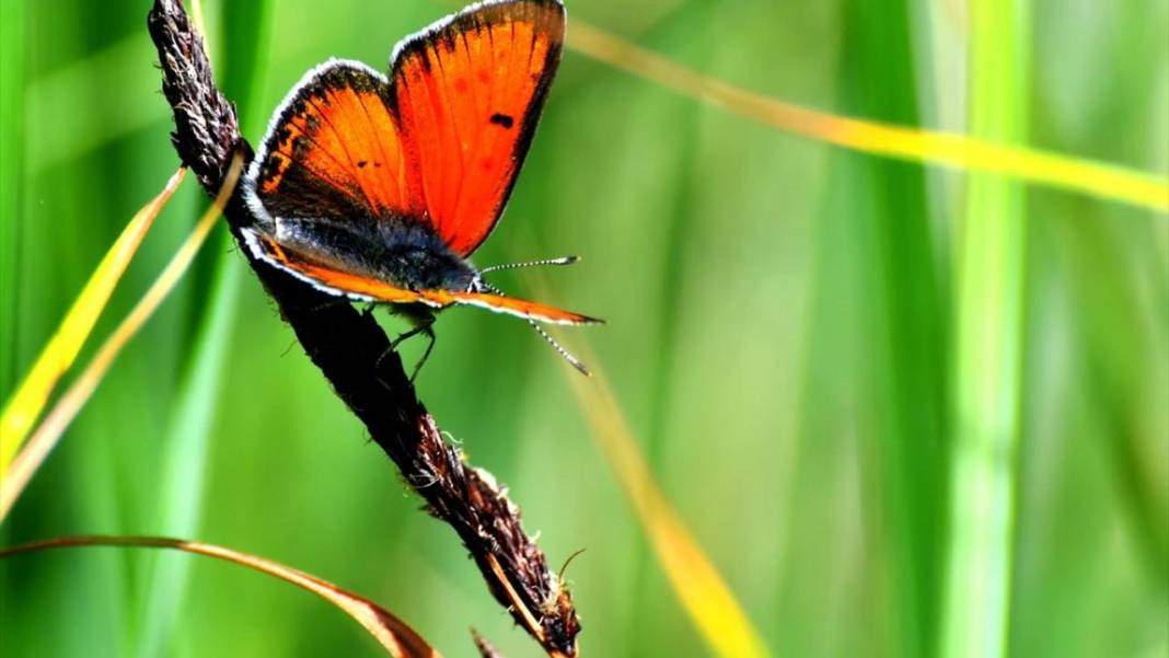 Soğuk iklime sahip Sarıkamış'ta 'kelebek mevsimi' 3