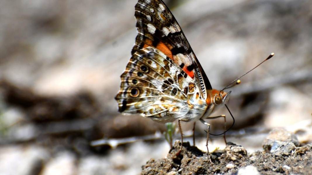 Soğuk iklime sahip Sarıkamış'ta 'kelebek mevsimi' 4