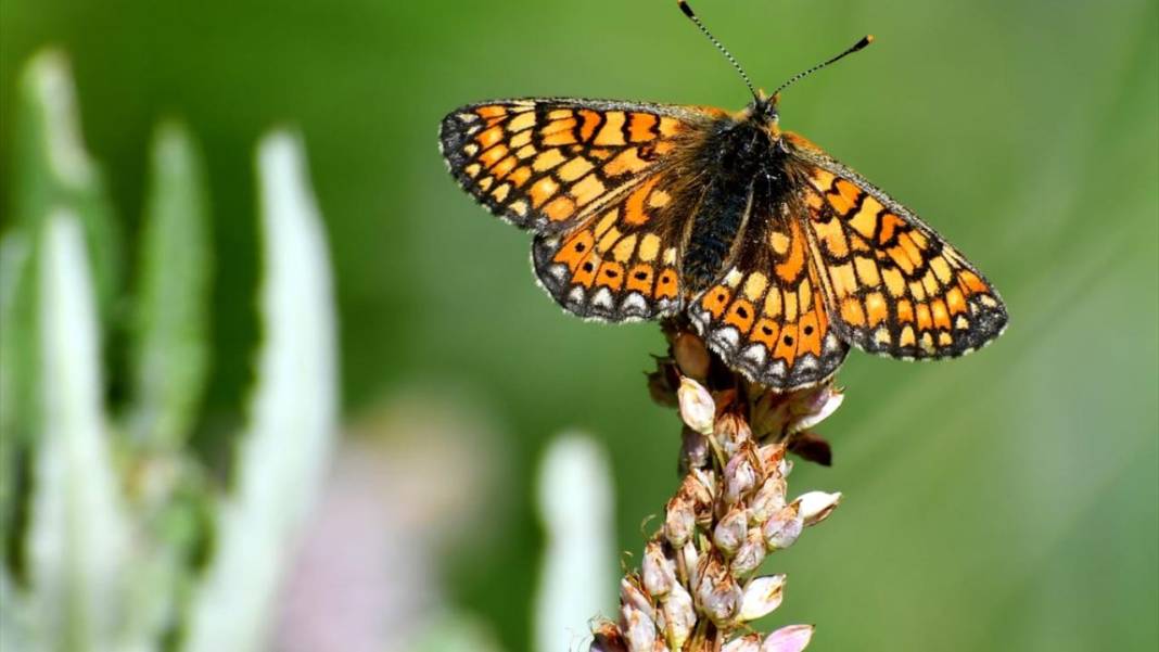 Soğuk iklime sahip Sarıkamış'ta 'kelebek mevsimi' 5