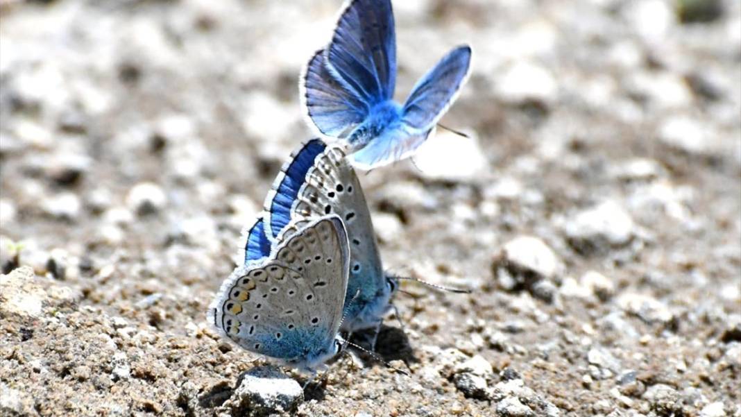 Soğuk iklime sahip Sarıkamış'ta 'kelebek mevsimi' 6