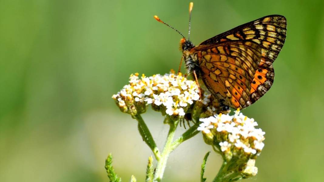 Soğuk iklime sahip Sarıkamış'ta 'kelebek mevsimi' 7