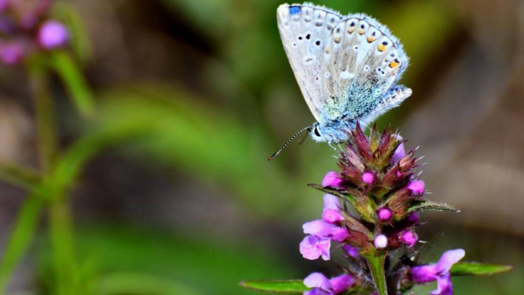 Soğuk iklime sahip Sarıkamış'ta 'kelebek mevsimi' 8