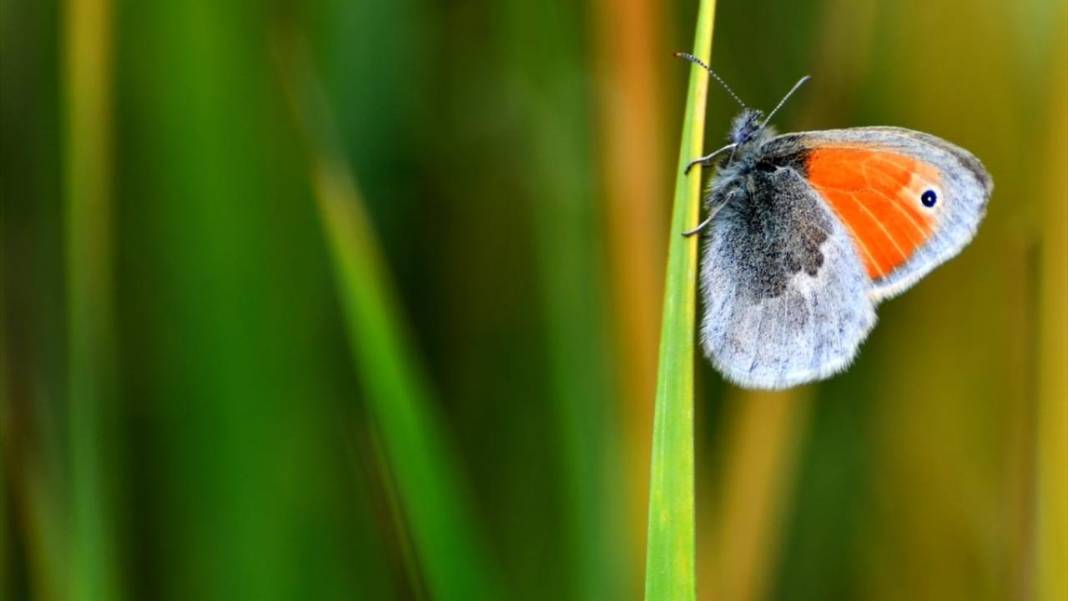 Soğuk iklime sahip Sarıkamış'ta 'kelebek mevsimi' 9