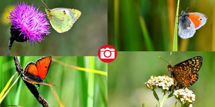 Soğuk iklime sahip Sarıkamış'ta 'kelebek mevsimi'