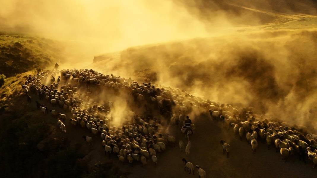 Bitlis'te koyunların tozlu yolculuğu görüntülendi 1