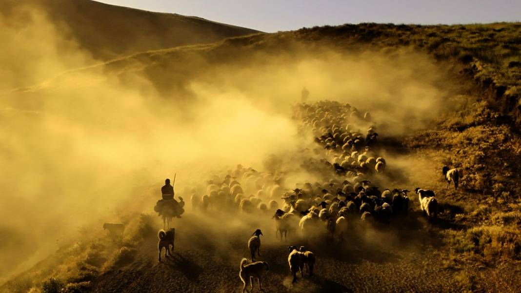 Bitlis'te koyunların tozlu yolculuğu görüntülendi 2