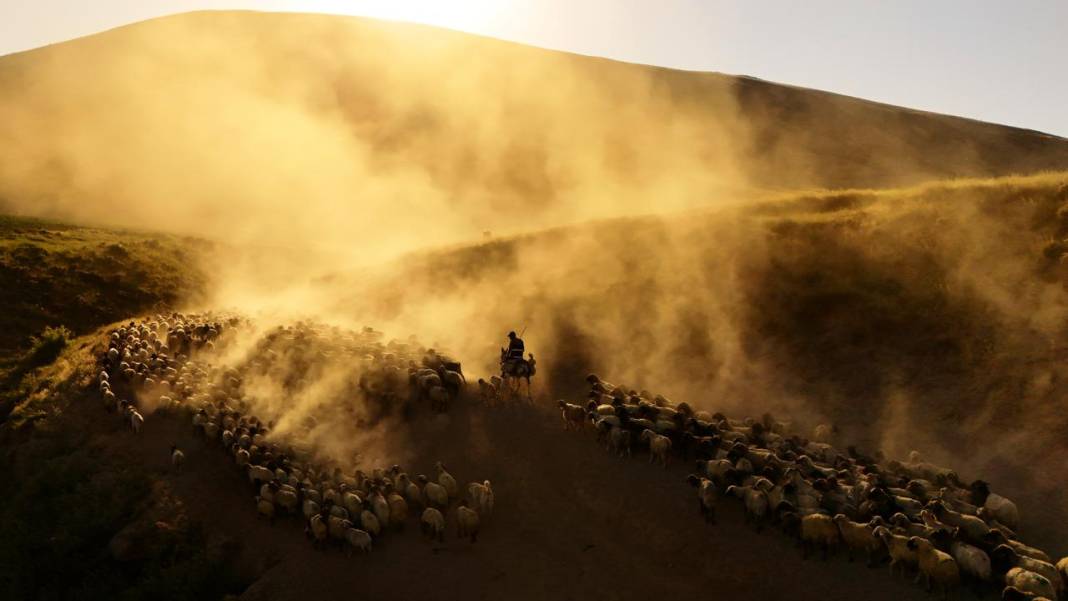 Bitlis'te koyunların tozlu yolculuğu görüntülendi 3