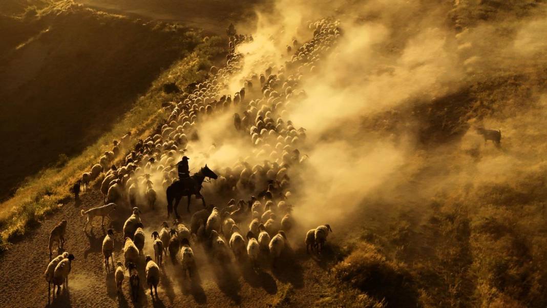 Bitlis'te koyunların tozlu yolculuğu görüntülendi 4