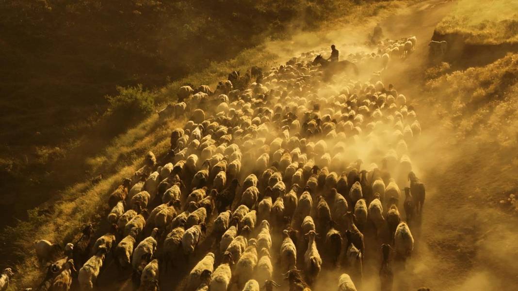 Bitlis'te koyunların tozlu yolculuğu görüntülendi 5