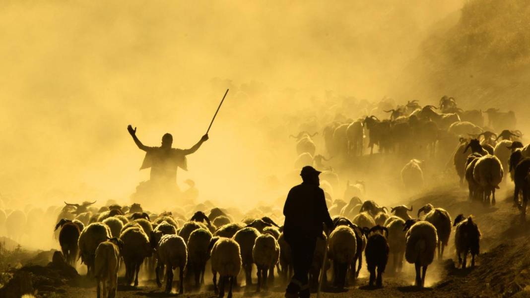 Bitlis'te koyunların tozlu yolculuğu görüntülendi 7