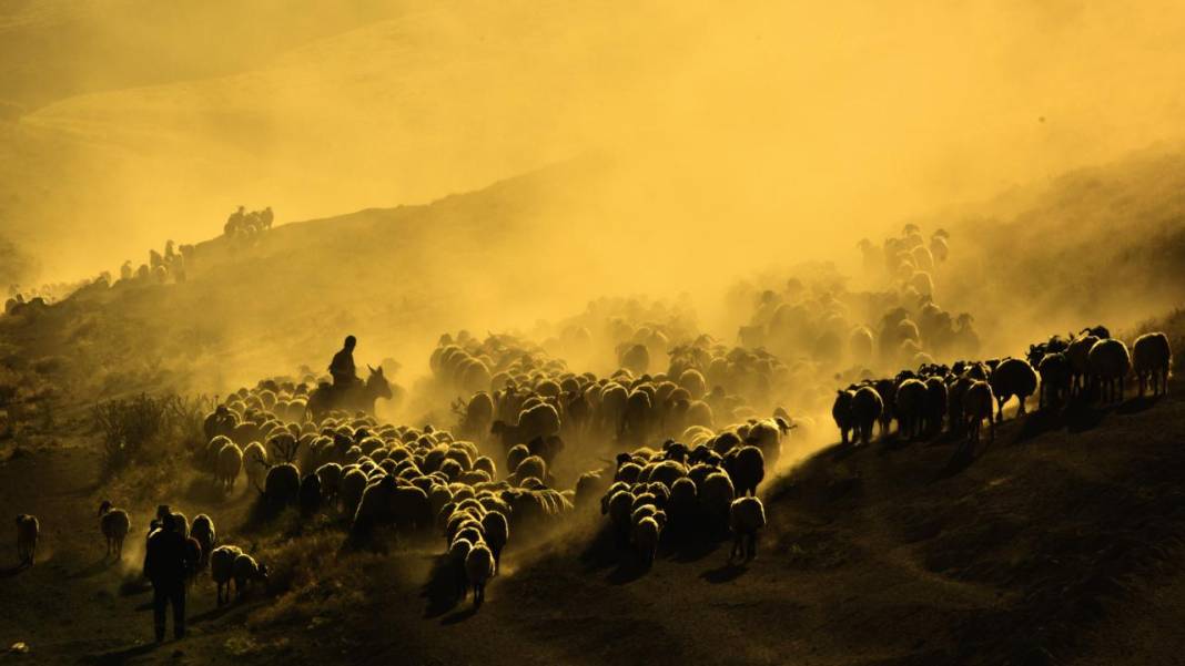 Bitlis'te koyunların tozlu yolculuğu görüntülendi 8