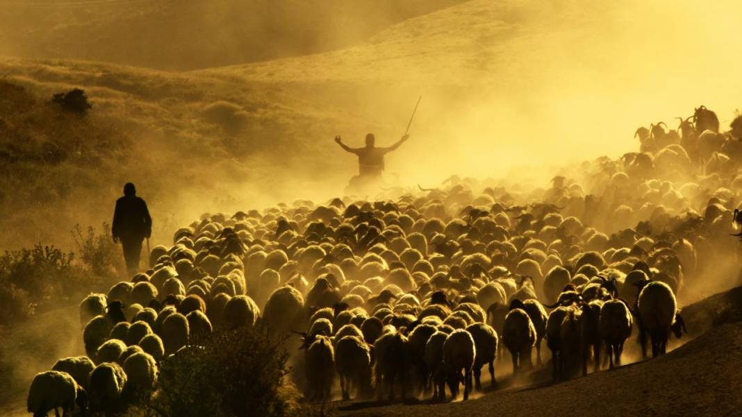 Bitlis'te koyunların tozlu yolculuğu görüntülendi 9