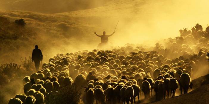 Bitlis'te koyunların tozlu yolculuğu görüntülendi