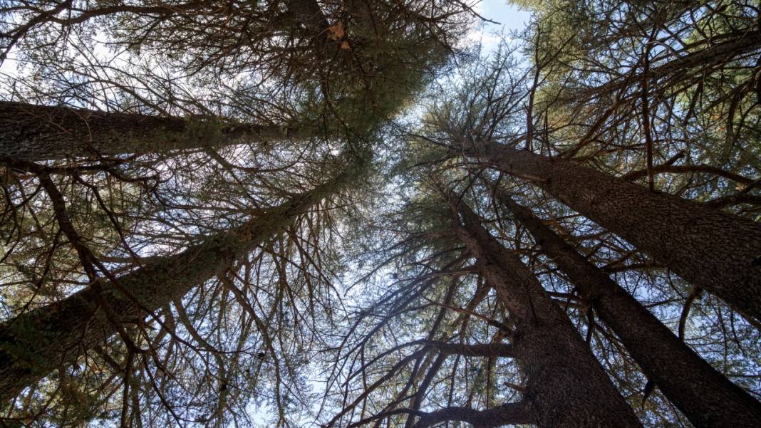 Çığlıkara Ormanlarında bahar devam ediyor 1