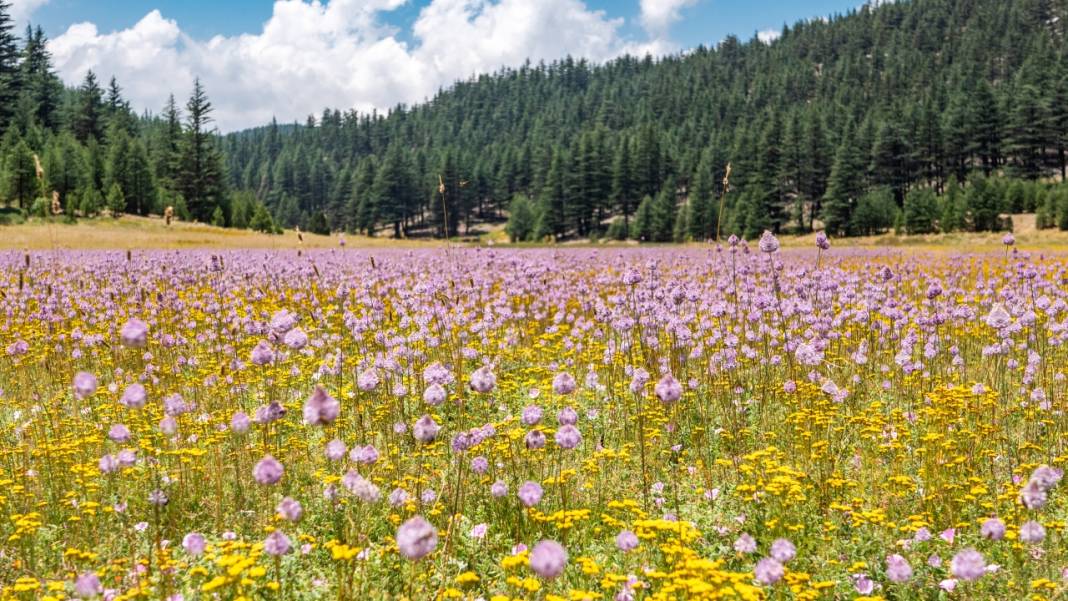Çığlıkara Ormanlarında bahar devam ediyor 10