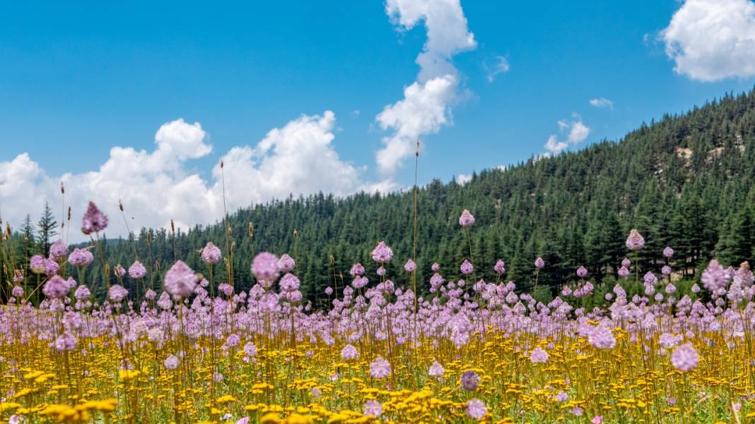 Çığlıkara Ormanlarında bahar devam ediyor 11