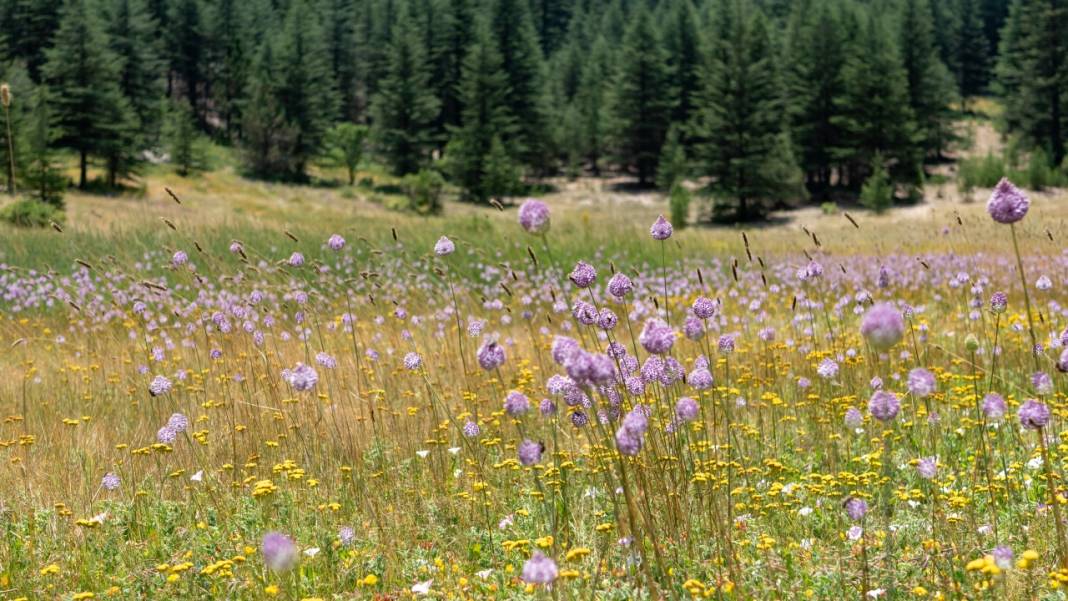 Çığlıkara Ormanlarında bahar devam ediyor 12