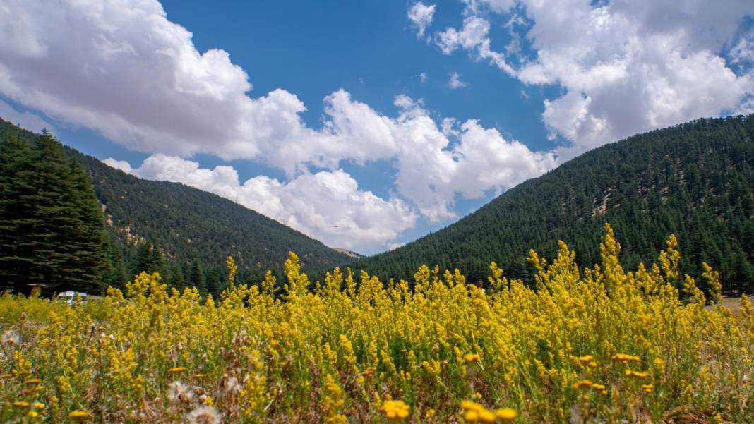Çığlıkara Ormanlarında bahar devam ediyor 13