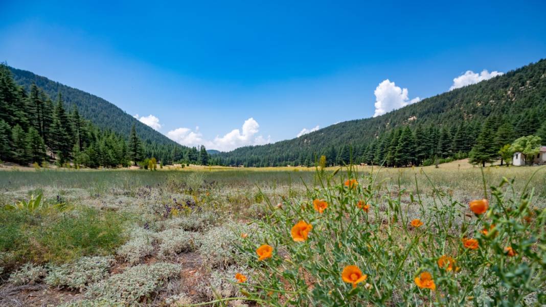 Çığlıkara Ormanlarında bahar devam ediyor 2
