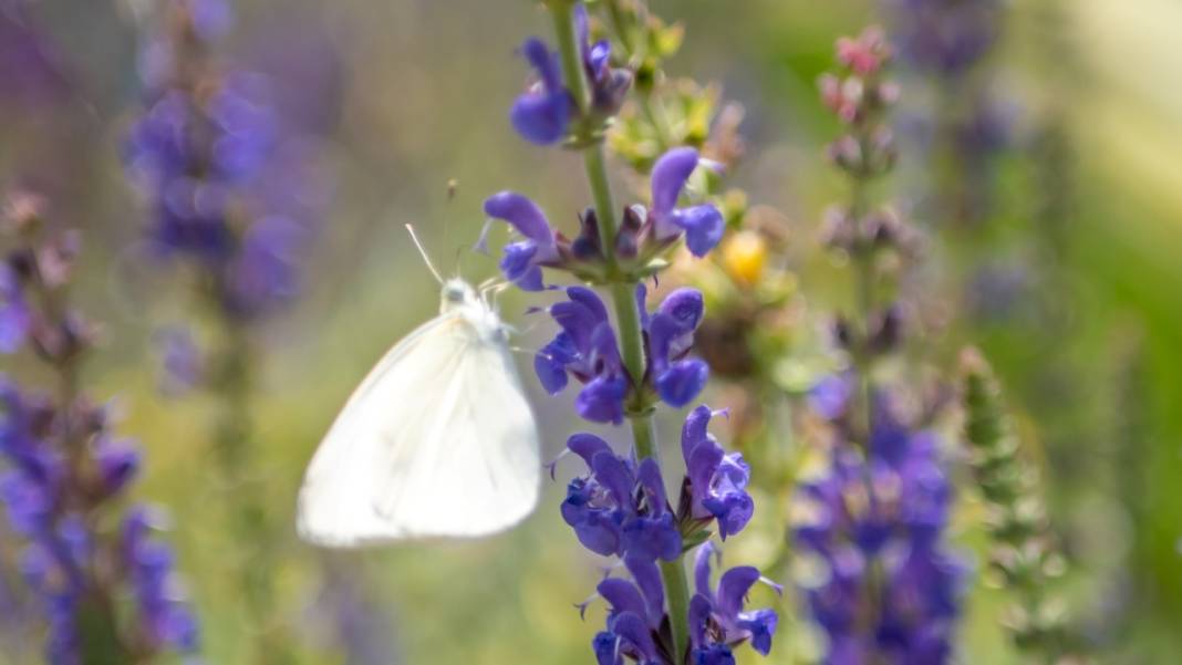 Çığlıkara Ormanlarında bahar devam ediyor 3
