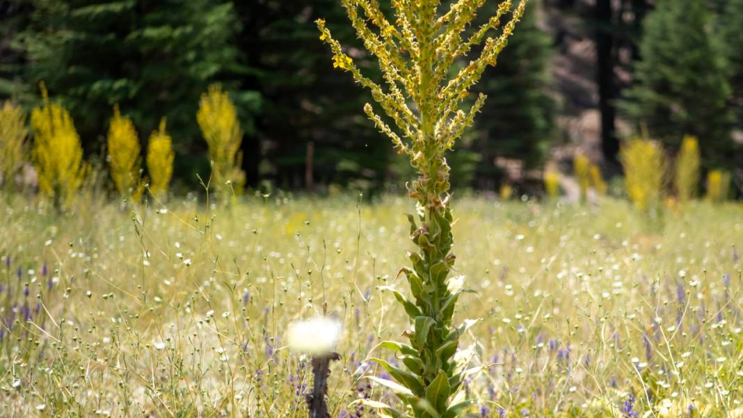 Çığlıkara Ormanlarında bahar devam ediyor 4
