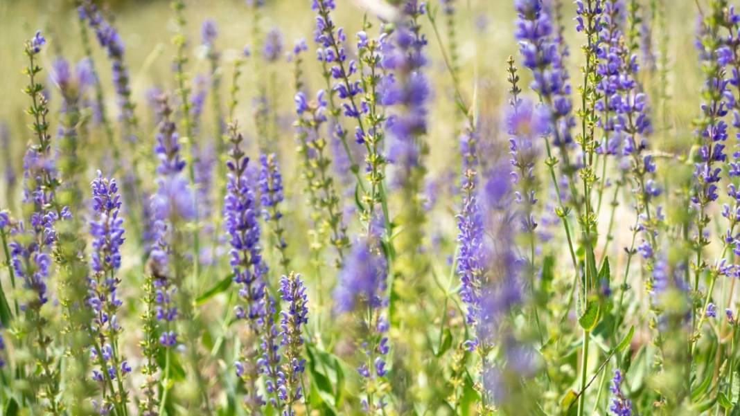 Çığlıkara Ormanlarında bahar devam ediyor 5