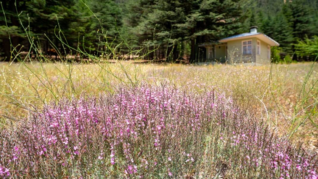 Çığlıkara Ormanlarında bahar devam ediyor 6
