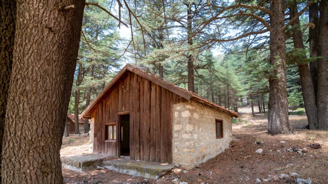 Çığlıkara Ormanlarında bahar devam ediyor 7