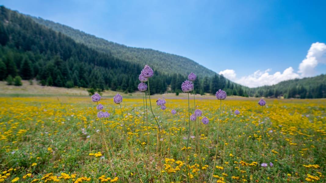 Çığlıkara Ormanlarında bahar devam ediyor 8