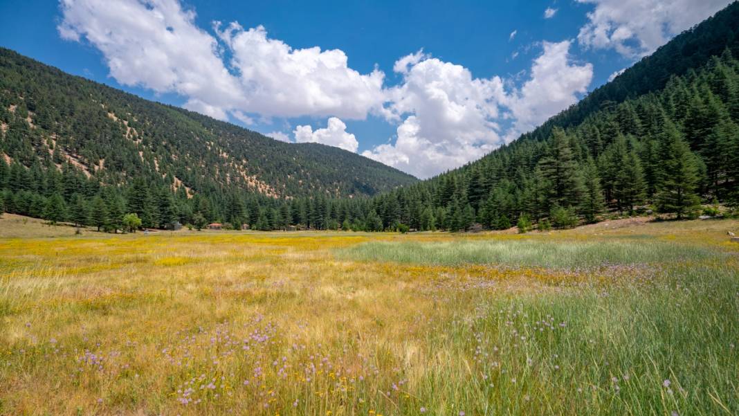 Çığlıkara Ormanlarında bahar devam ediyor 9