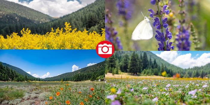 Çığlıkara Ormanlarında bahar devam ediyor