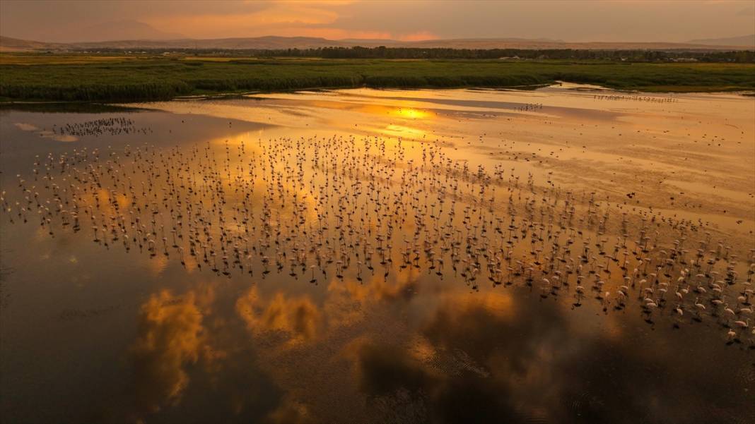 Van Gölü'nün misafirleri gün batımında buluştu 1
