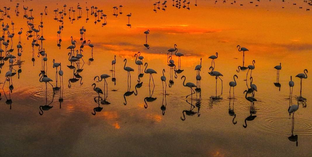 Van Gölü'nün misafirleri gün batımında buluştu 10