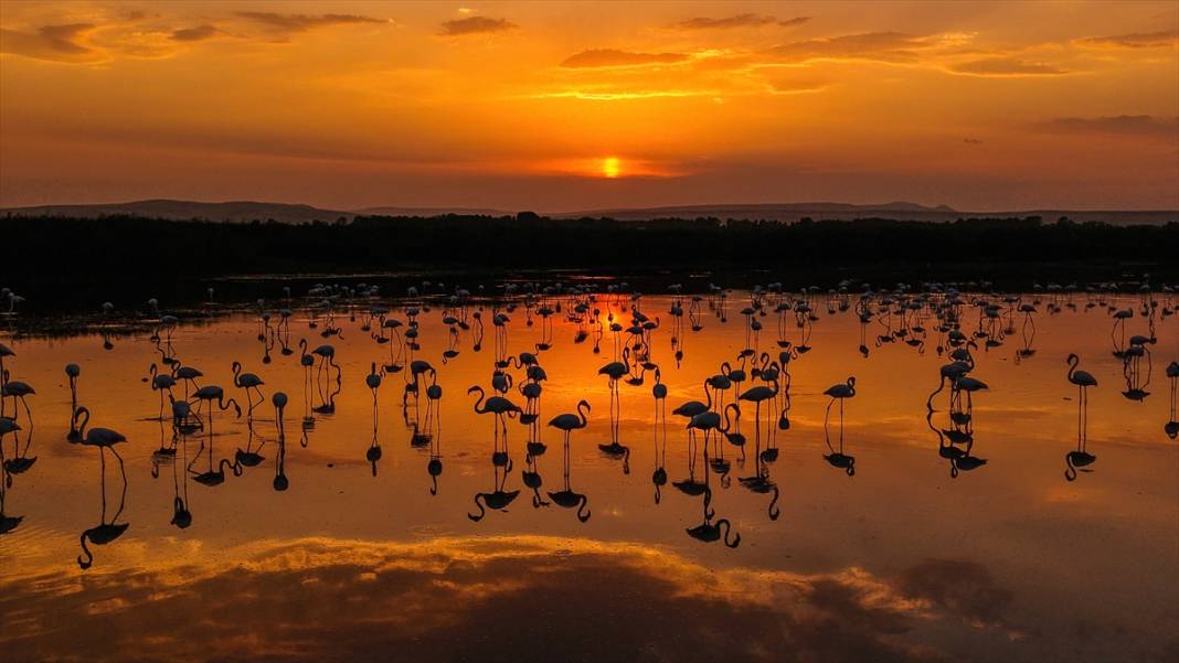 Van Gölü'nün misafirleri gün batımında buluştu 11