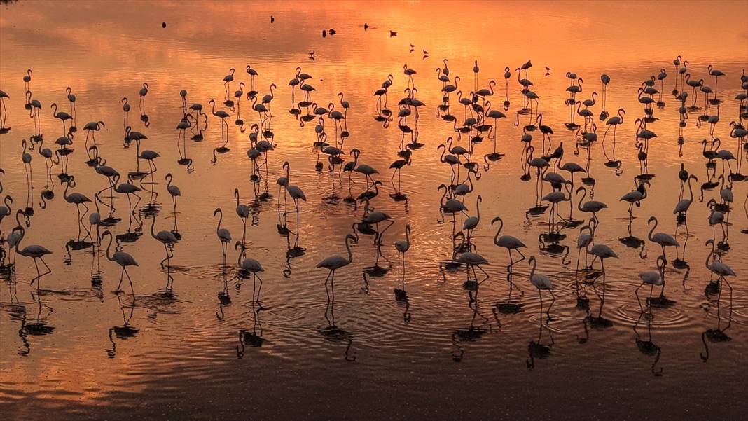 Van Gölü'nün misafirleri gün batımında buluştu 12