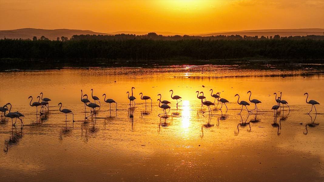 Van Gölü'nün misafirleri gün batımında buluştu 3