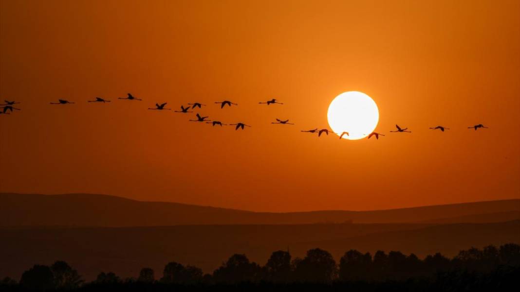 Van Gölü'nün misafirleri gün batımında buluştu 4
