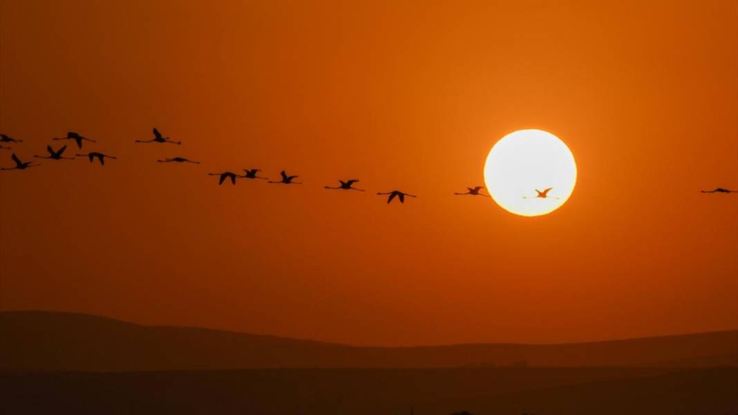 Van Gölü'nün misafirleri gün batımında buluştu 5