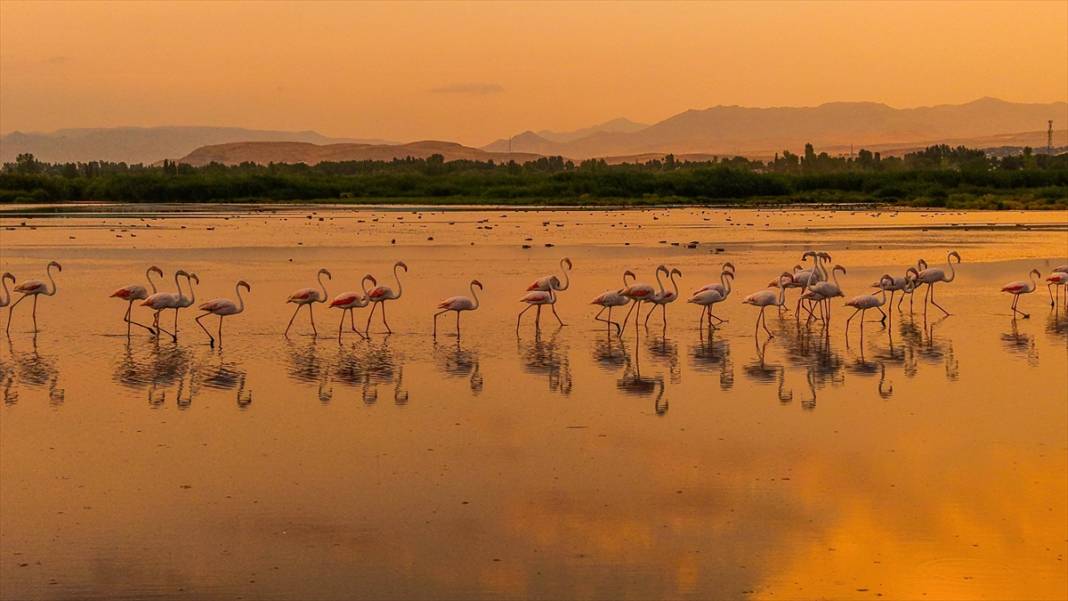 Van Gölü'nün misafirleri gün batımında buluştu 6