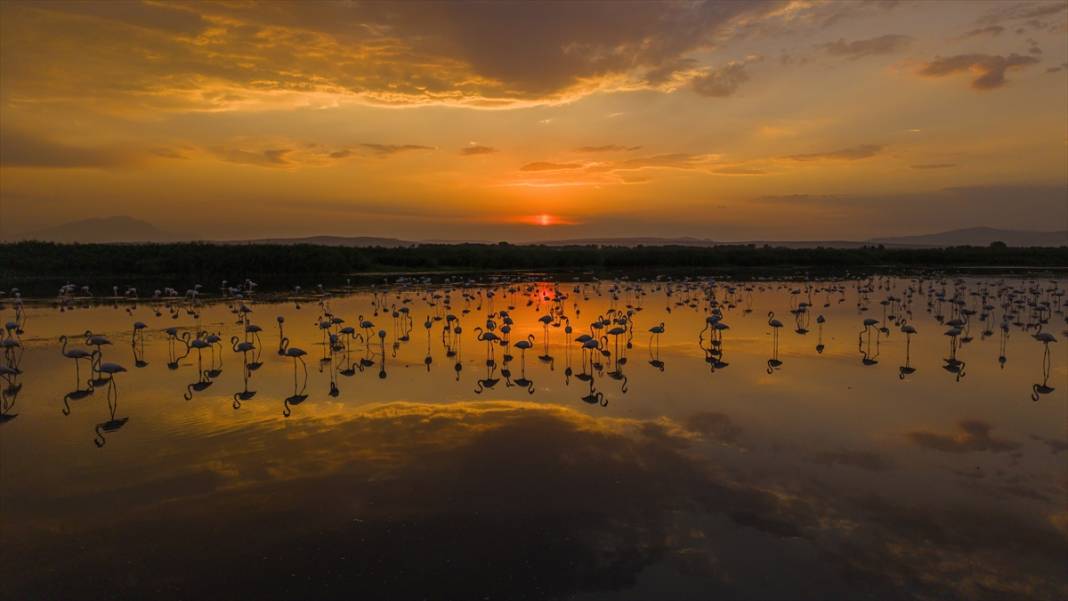 Van Gölü'nün misafirleri gün batımında buluştu 7