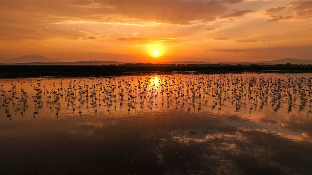 Van Gölü'nün misafirleri gün batımında buluştu 8