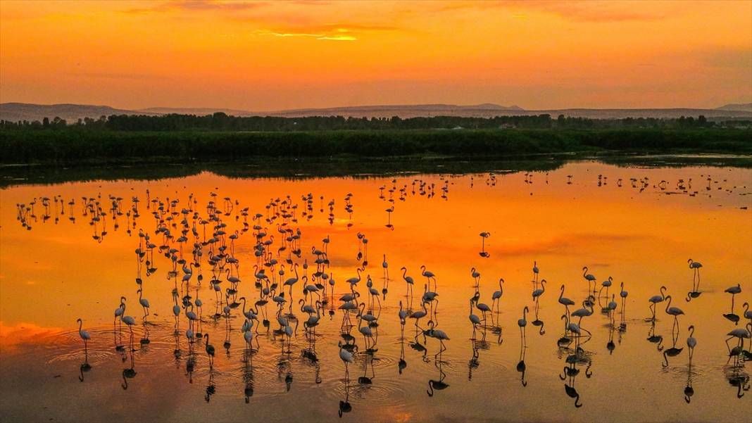 Van Gölü'nün misafirleri gün batımında buluştu 9