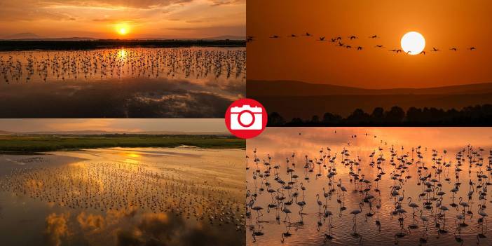 Van Gölü'nün misafirleri gün batımında buluştu