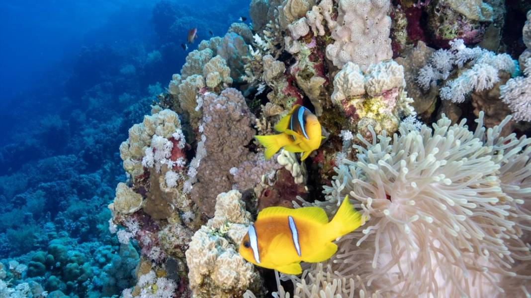 Deniz altında yaratılış harikası palyaço balığı ile deniz anemonu 1
