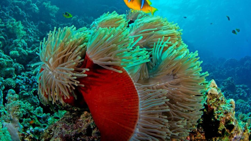 Deniz altında yaratılış harikası palyaço balığı ile deniz anemonu 10