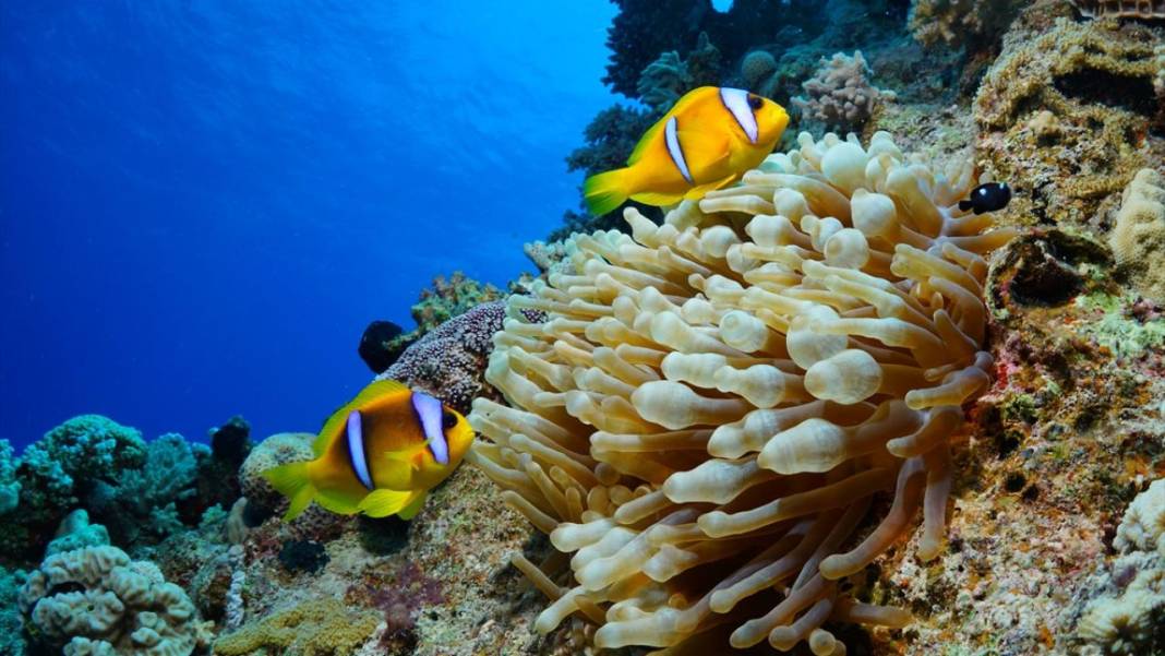 Deniz altında yaratılış harikası palyaço balığı ile deniz anemonu 11