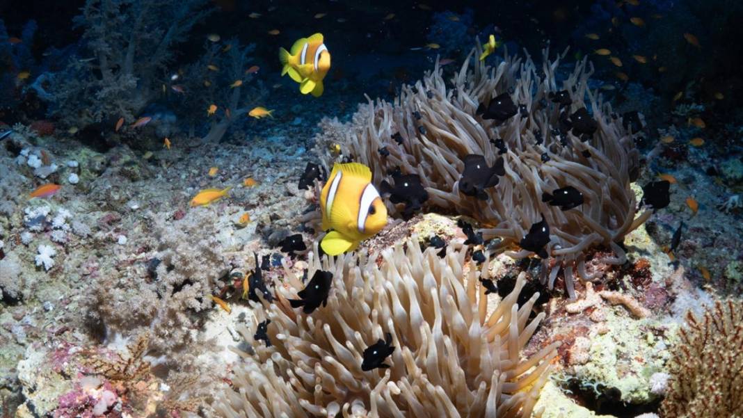 Deniz altında yaratılış harikası palyaço balığı ile deniz anemonu 12