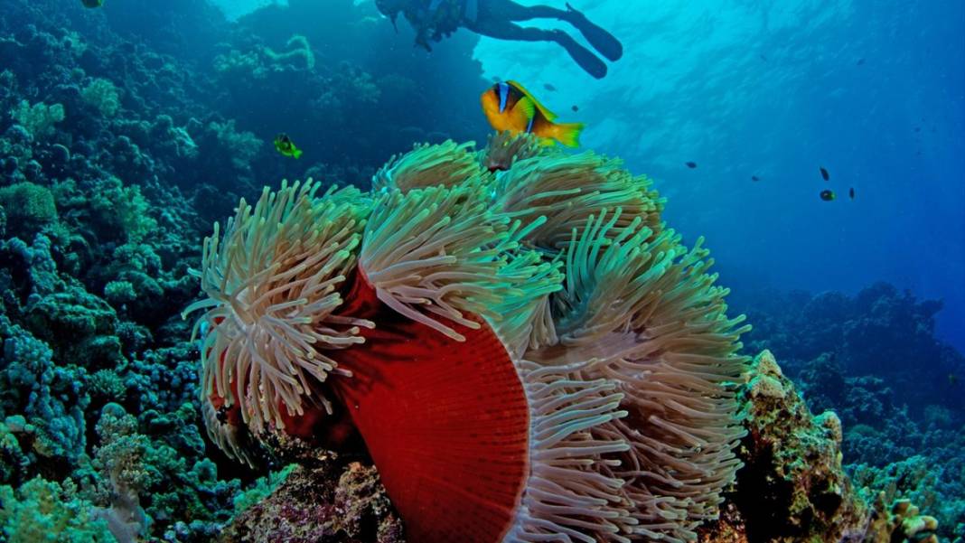 Deniz altında yaratılış harikası palyaço balığı ile deniz anemonu 2