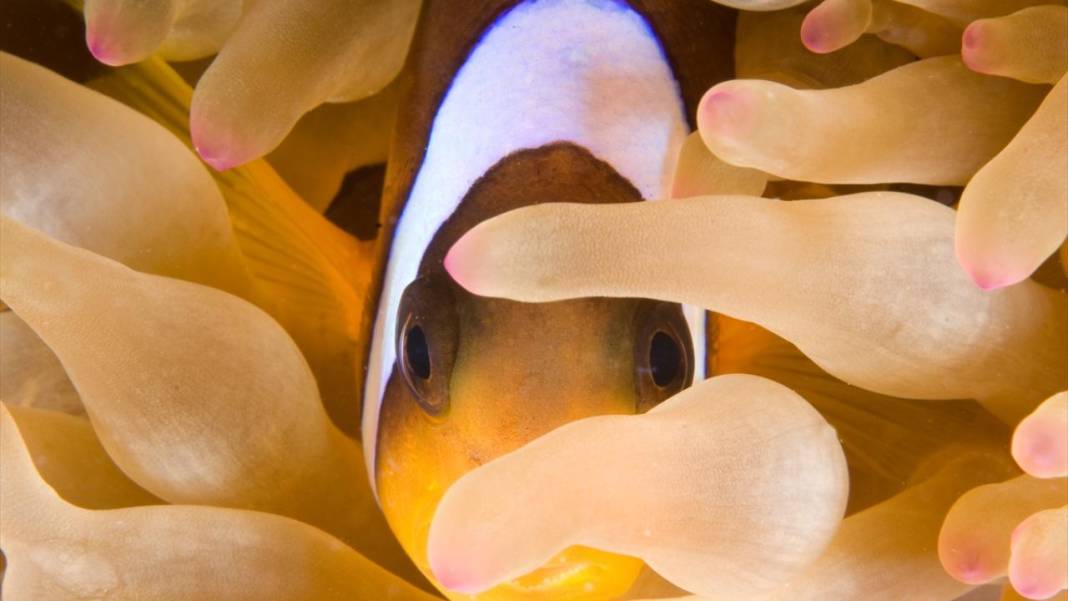 Deniz altında yaratılış harikası palyaço balığı ile deniz anemonu 3