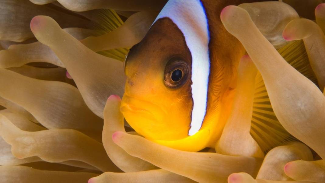 Deniz altında yaratılış harikası palyaço balığı ile deniz anemonu 4